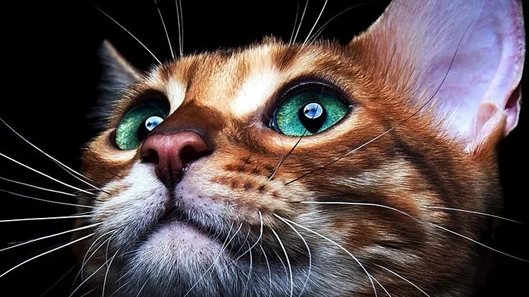 两只猫抢一个纸箱，打了整整二十分钟